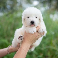 Falco - White male Maremma Sheepdog puppy in Conway, Missouri from 2J 2K Border Collies | Maremma Sheepdogs