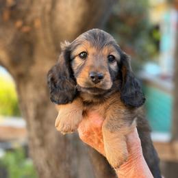 Scarlett - Red female Dachshund puppy in California from Longboard Dachshunds