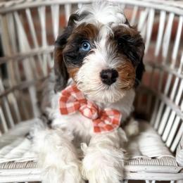 John - Merle male Bernedoodle puppy in Snohomish, Washington from Refined Doodles