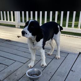 Bella - English Springer Spaniel