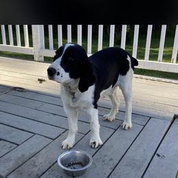 Bella - English Springer Spaniel