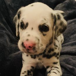 Kimber - White and black Dalmatian puppy in Rhinelander, Wisconsin from Moen Lake Dalmatians