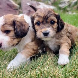 Cavapoo Puppies from Sophie's Puppy Den
