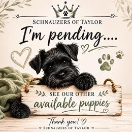 Velvet light purple chocolate - Liver female Miniature Schnauzer puppy in Temple, Texas from Schnauzers Of Taylor