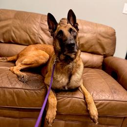Jett - Belgian Malinois