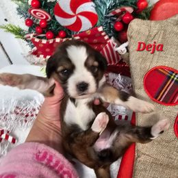 Deja - Sable and white female Tibetan Terrier puppy in Dorena, Oregon from Angel Tibetans Of Oregon