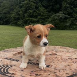 Brown Collar - Red male Pembroke Welsh Corgi puppy in Boaz, Alabama from Brumblow’s Kennel