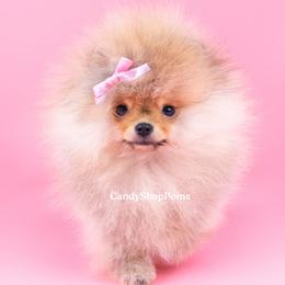 Pomeranian Puppies from Candy Shop Poms