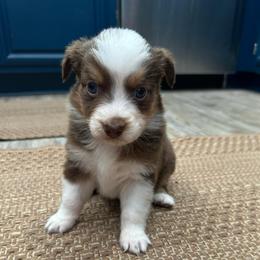 Lily - Red tri-color female Australian Shepherd puppy in Hemet, California from Perfect Companion Aussie's
