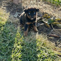 Skittles - Black tri female Miniature Australian Shepherd puppy in Lincoln, California from Country Dreams Mini Aussies