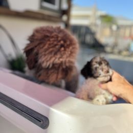 Lagotto Romagnolo Puppies from Anna’s Lagottos