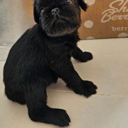 Rough Girl - Black female Brussels Griffon puppy in Fyffe, Alabama from BamaBrussels
