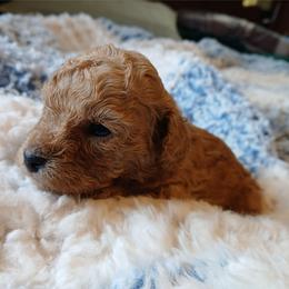 Maxwell - Apricot male Poodle puppy in Blanch, North Carolina from Faithful Hearts Kennel