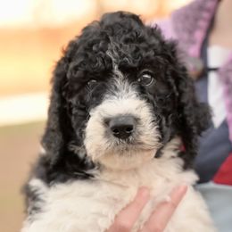 Holly - Parti female Poodle puppy in Grimsley, Tennessee from Above Standard Poodles