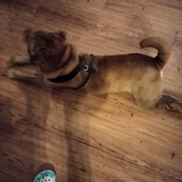Chinese Shar-Pei from David's Chinese Shar-Pei