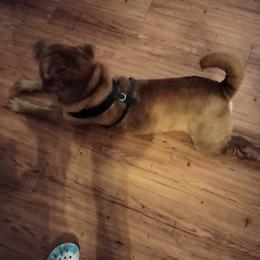 Chinese Shar-Pei from David's Chinese Shar-Pei