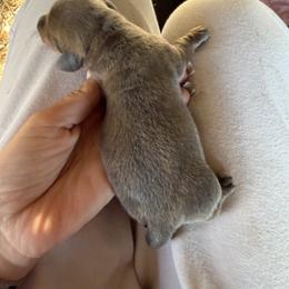 Nick Wilde - Gray (blue) and tan male Dachshund puppy in Pearce, Arizona from Katy West Weenies
