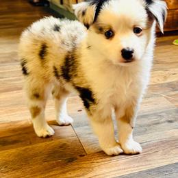 Blue Merle boy - Blue merle male Toy Australian Shepherd puppy in Oklahoma City, Oklahoma from Faith River Aussies
