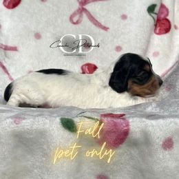 Fall - AKC LIMITED ONLY - Black and tan female Dachshund puppy in Huntington, Texas from Camacho_Dachshunds