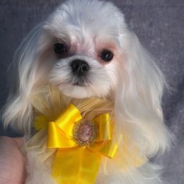 Charlie - White male Maltese puppy in California from Yorkie & Maltese Royalty