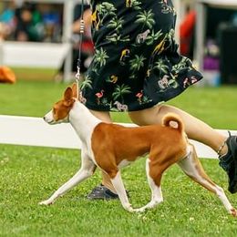 Basenjis from KaBar Basenjis