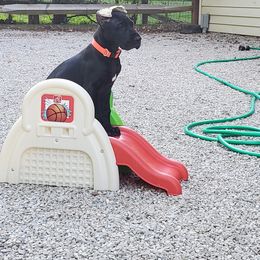 Great Dane Puppies from VanDelft Danes