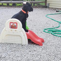 Great Dane Puppies from VanDelft Danes