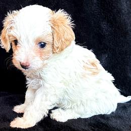 Bichon Frise and Poodle Puppies from Daisy Pups