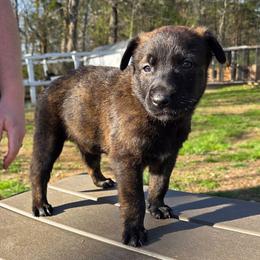 Eros (orange) - Black brindle male Dutch Shepherd puppy in Signal Mountain, Tennessee from Torgun Police Dogs