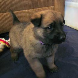 Purple - Sable female German Shepherd puppy in Pahrump, Nevada from Rayler Kennels