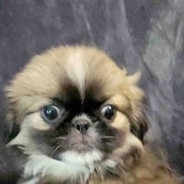 Pekingese from Pekingese Dynasty