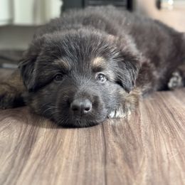 Brown collar - Black and beige male Shiloh Shepherd puppy in Watchung, New Jersey from Blue Moon Shilohs