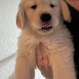 Girl 2 - Golden female Golden Retriever puppy in Denver, Colorado from Amore Doro’ N Marshell Golden’s