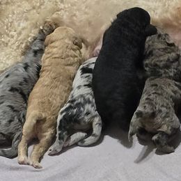 Goldendoodle puppies from 3Dawn Doods