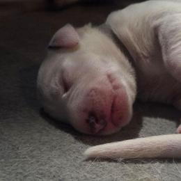 GRAY - White and black male Dalmatian puppy in Palmer, Massachusetts from Delaney's Dalmatians 2