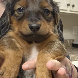 Dachshund Puppies from Yellowstone Dachshunds
