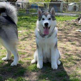 Alaskan Malamute Puppies from Alpenglow Alaskan Malamutes