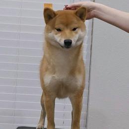 Jinx - Red female Shiba Inu puppy in Marianna, Florida from Diwasou