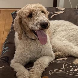 Parti - Poodle