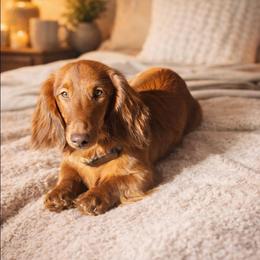 Ruger - Dachshund