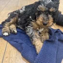 Bernedoodle Puppies from Rebecca Vandersluis