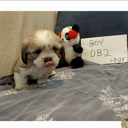 Tanner DB2 - Golden male Lhasa Apso puppy in Norman, Oklahoma from Steve's Puppies