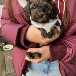 Cavapoo and Cockapoo Puppies from Heavenly puppies to love