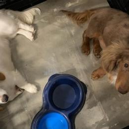 Dachshunds from Brewer’s Mini Doxies