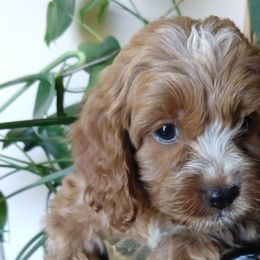 Cockapoos and Saint Berdoodles from Doodleloveforever