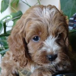 Cockapoos and Saint Berdoodles from Doodleloveforever