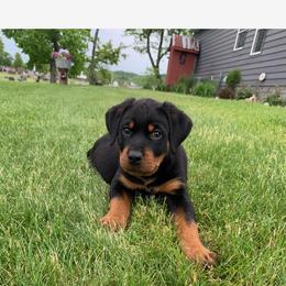 Rottweiler Puppies from Gregory Mulkey's Rottweilers