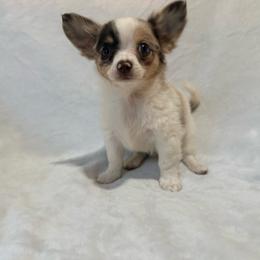 Stuart - Merle male Chihuahua puppy in Seneca, Missouri from Stephanie’s Puppy Colony