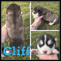 Cliff - Black and white male Siberian Husky puppy in Wheeler, Michigan from Haase Family Kennels