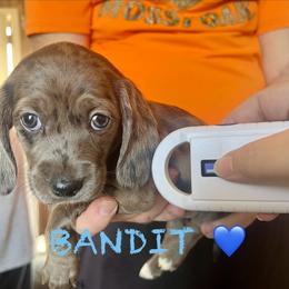 Dachshund Puppies from Edgewood Acres Miniature Longhair Dachshunds